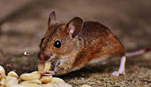 24 Hour & Emergency Exterminators in Pawleys Isl, SC